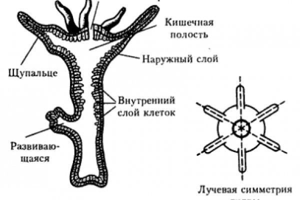 Как зайти на кракен без тора