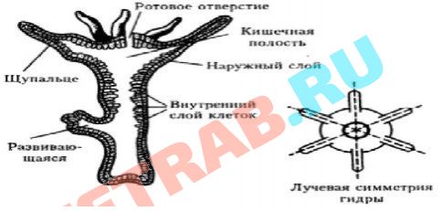 Кракен ссылка работает