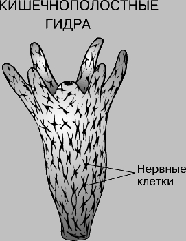 Кракена net